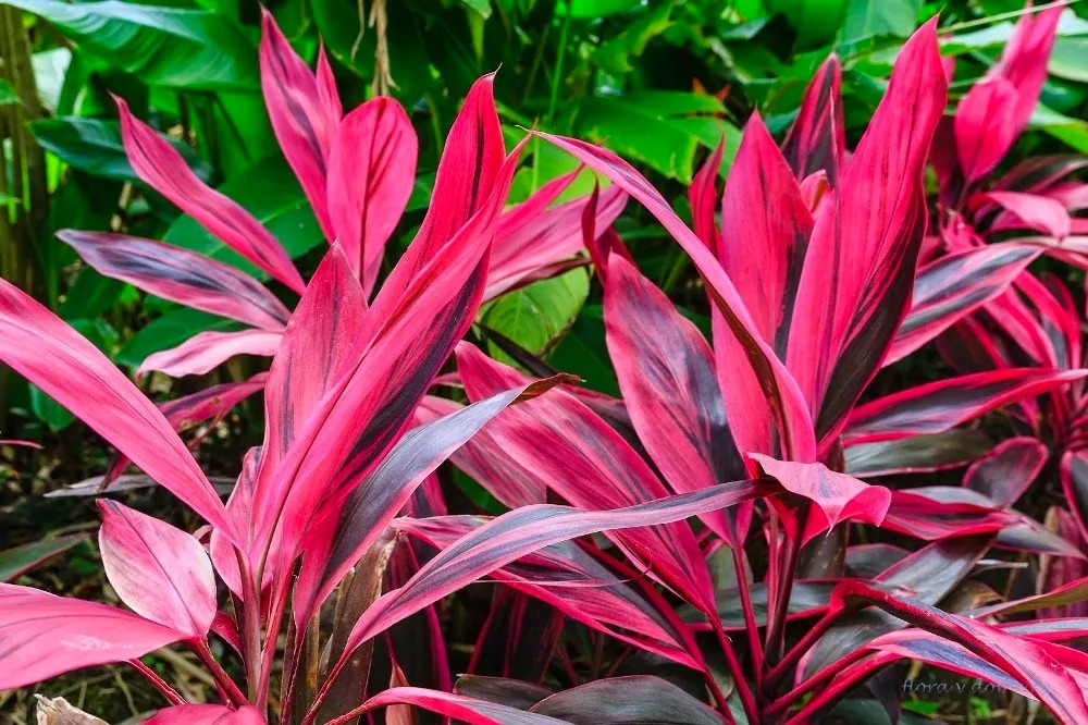 Dracena Panamá