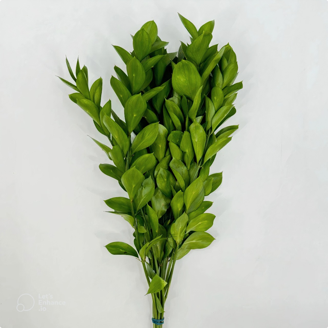 Ruscus