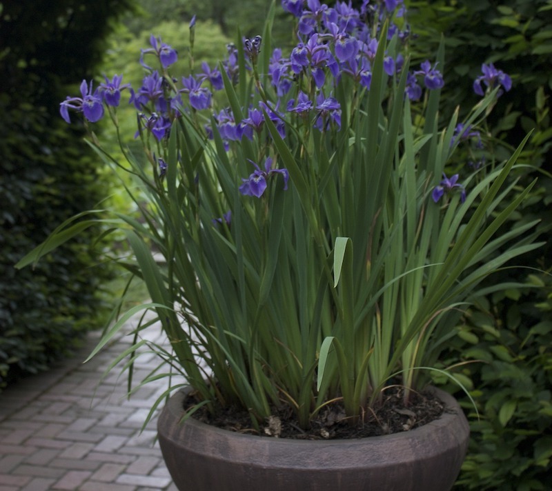 Iris Azul