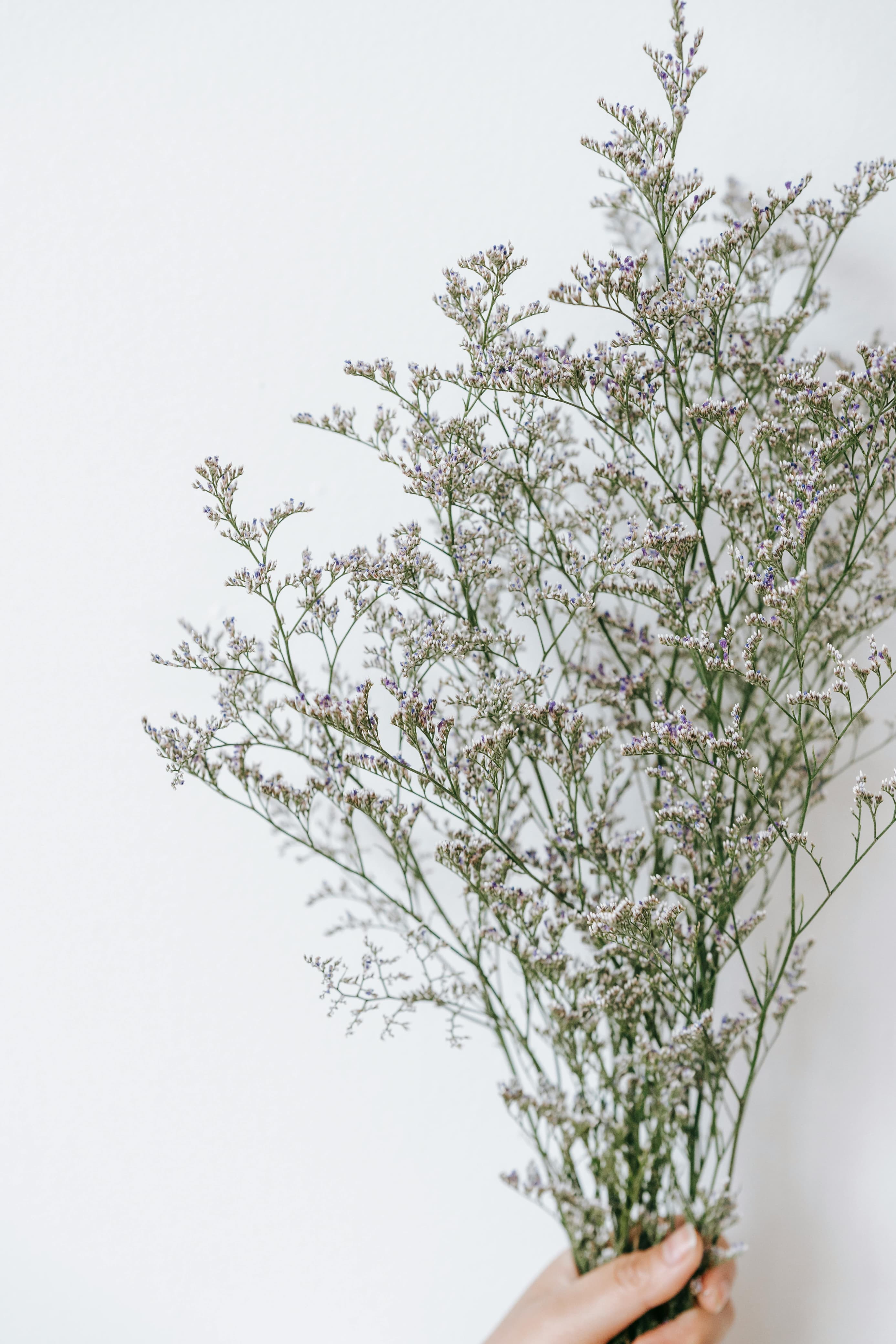 Limonium Blue Fantasy