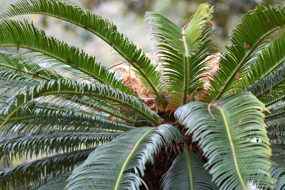 Palmeira Cyca Revoluta