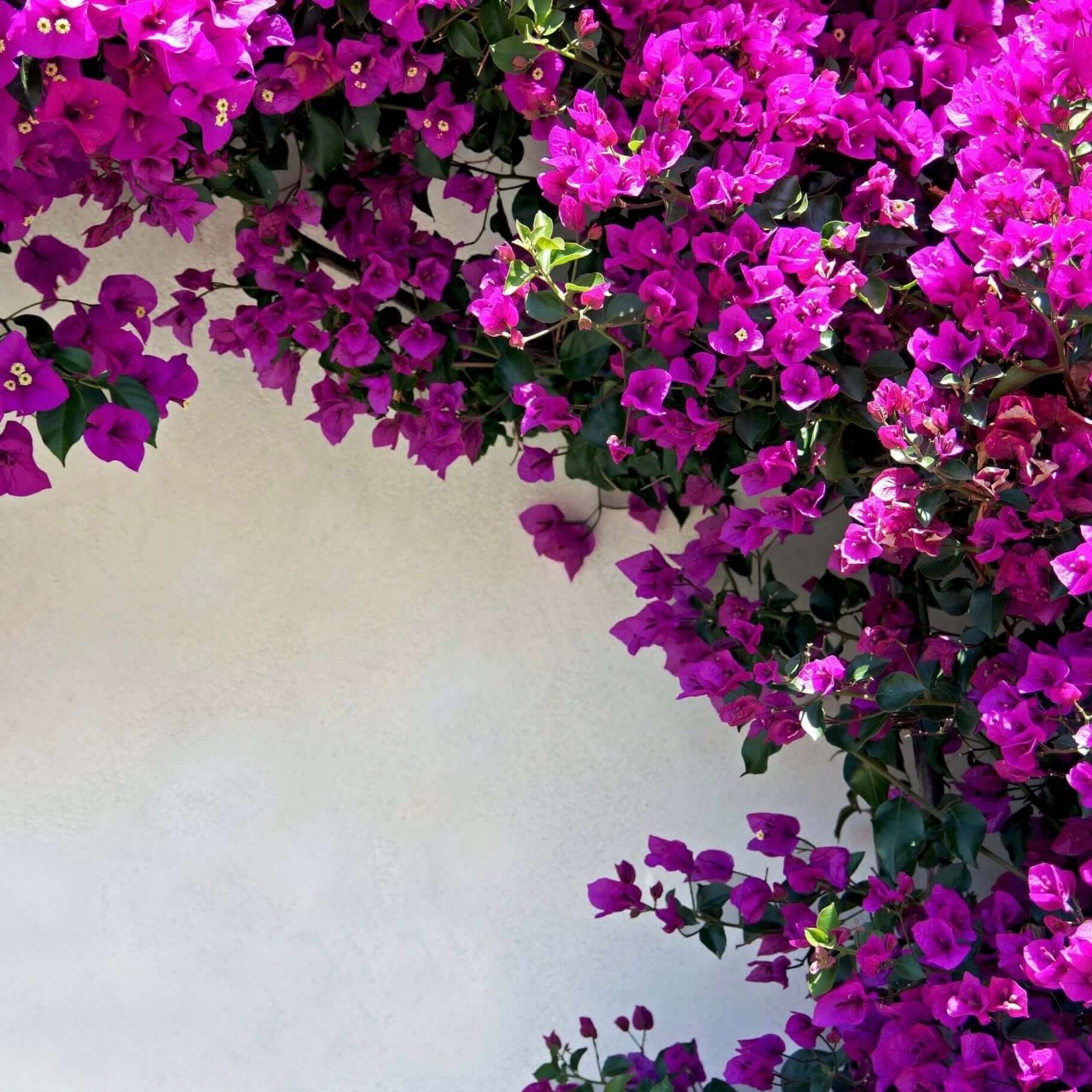 Primavera